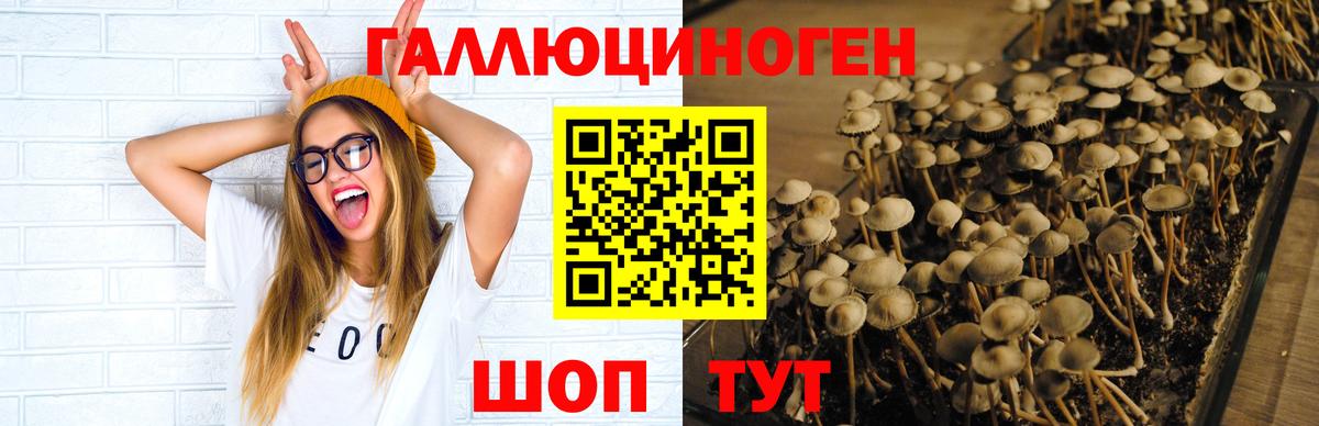 Псилоцибиновые грибы GOLDEN TEACHER  Вход с VPN  Галлюциногенные грибы GOLDEN TEACHER  Балашов 